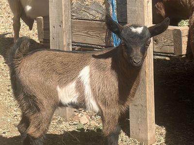 Fainting Goat Babies