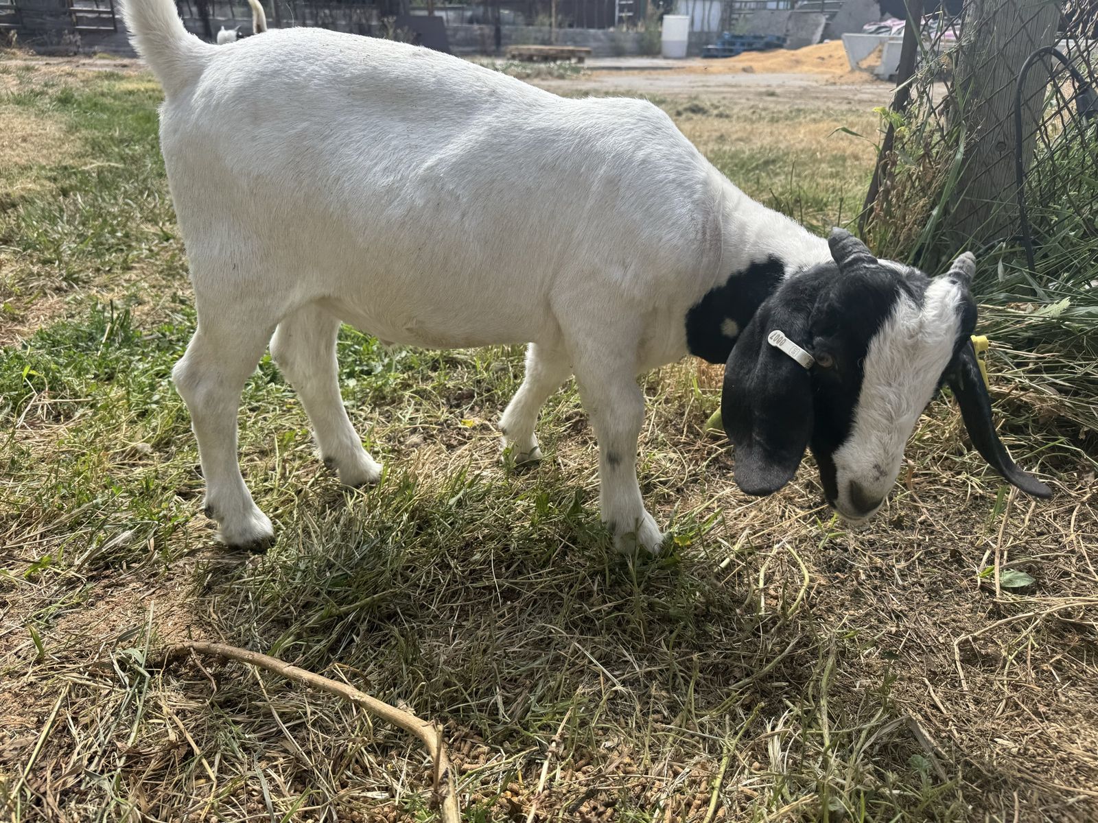 Male Boar Goat