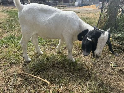 Male Boar Goat