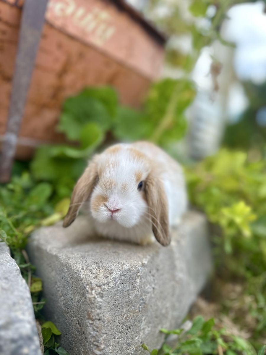 Beautiful Holland Lop Baby Bunnies