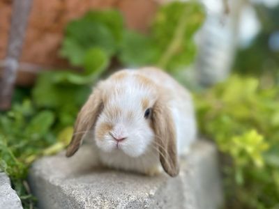 Beautiful Holland Lop Baby Bunnies