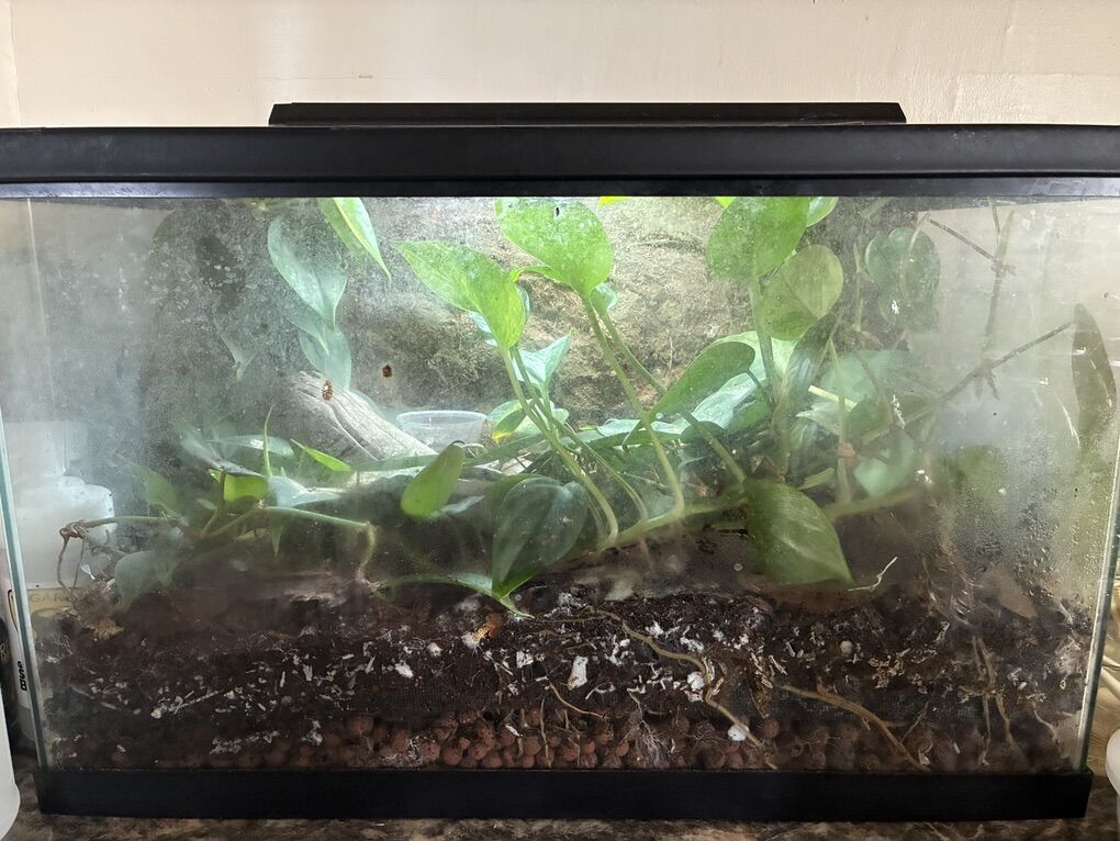 Mourning Gecko and Bioactive Tank