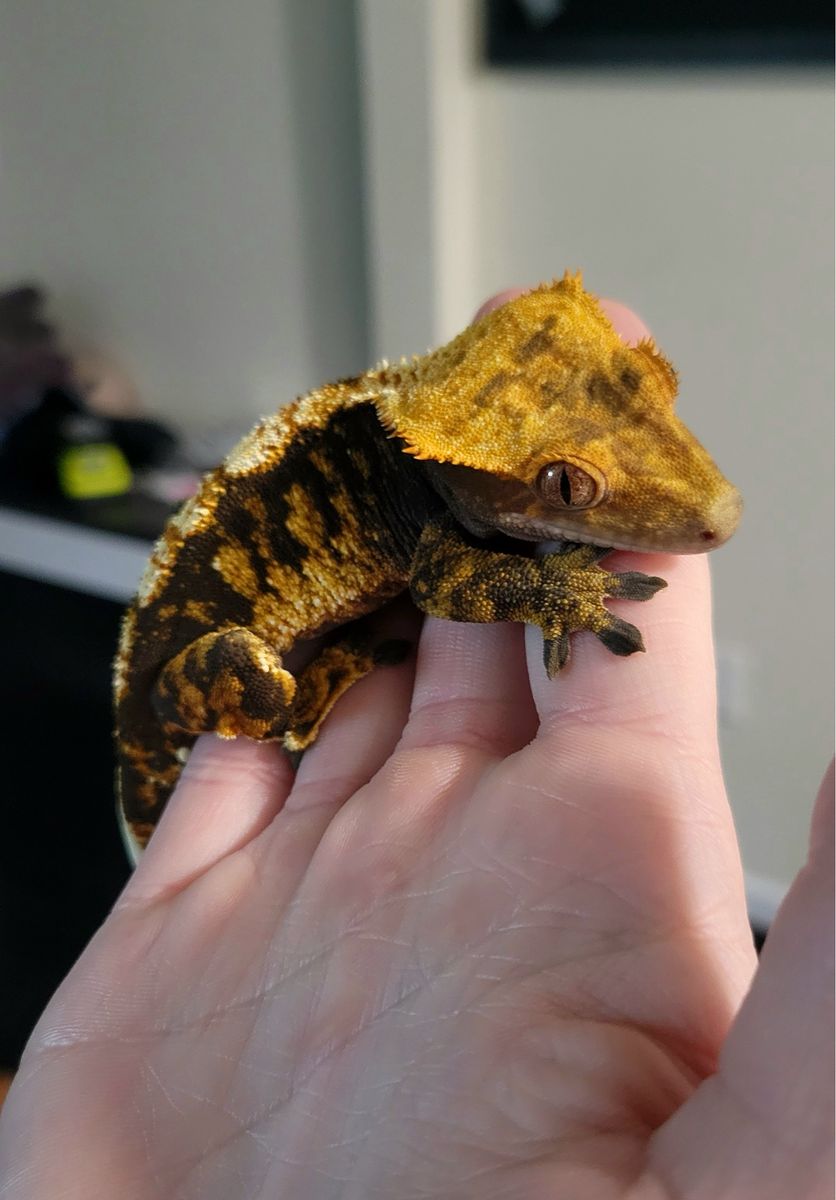 Crested gecko