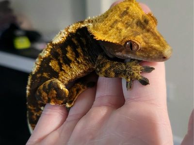 Crested gecko