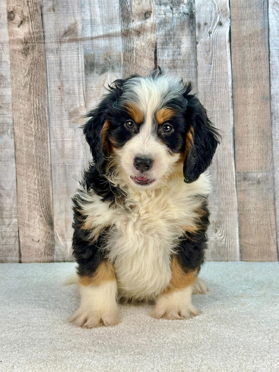 Boy Fonzy - Mini Bernedoodle $2500