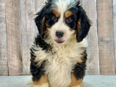 Boy Fonzy - Mini Bernedoodle $2500