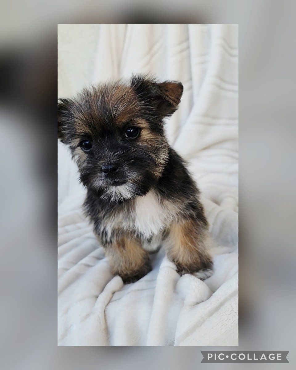 Tiny Shorkie Boy Shih tzu Yorkie mix