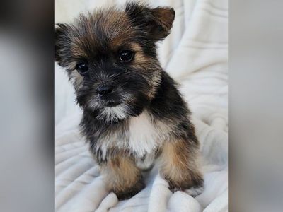 Tiny Shorkie Boy Shih tzu Yorkie mix