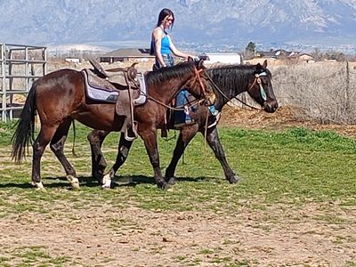 2 year old AQHA bay gelding