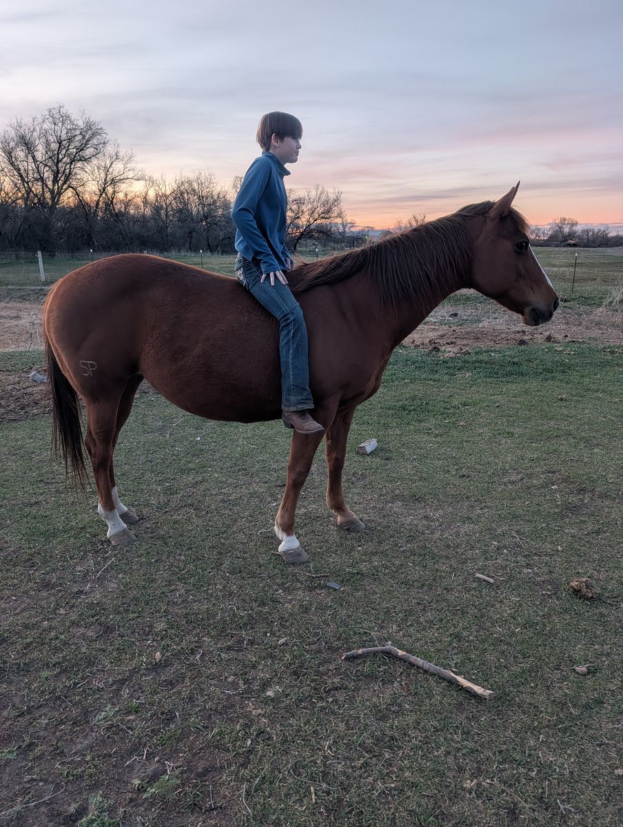 6 horses AQHA