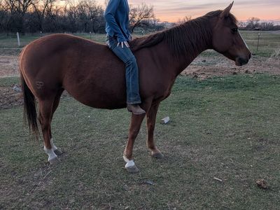 6 horses AQHA
