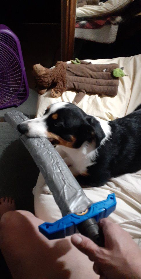 Free dog