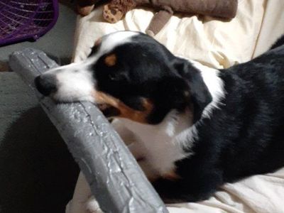 Free dog