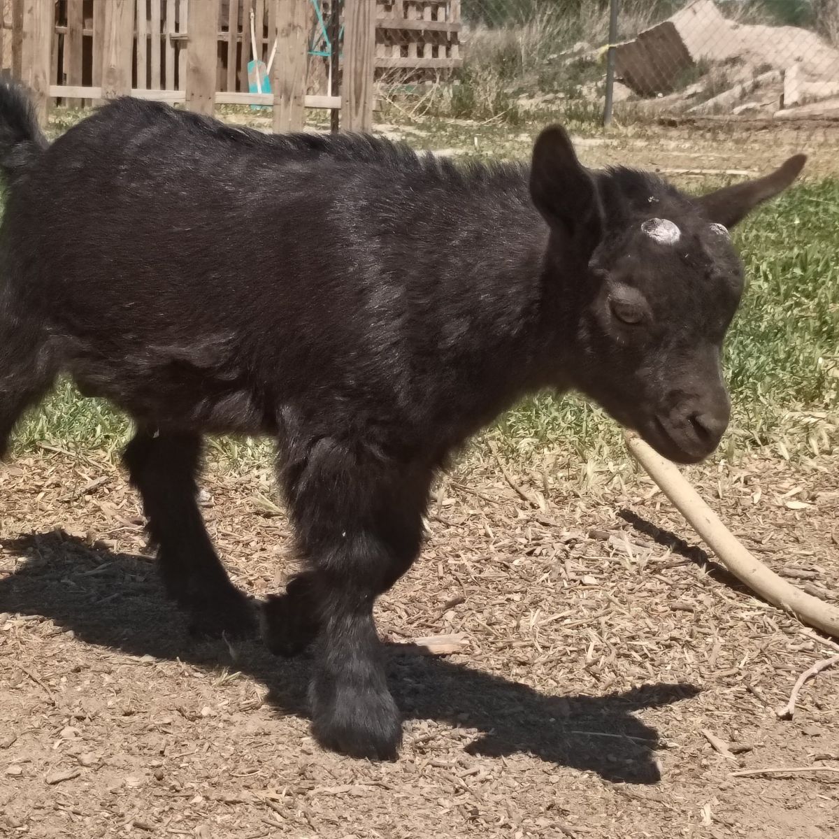 Nigerian Dwarf Buckling