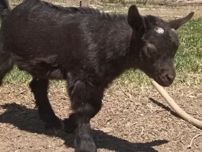 Nigerian Dwarf Buckling