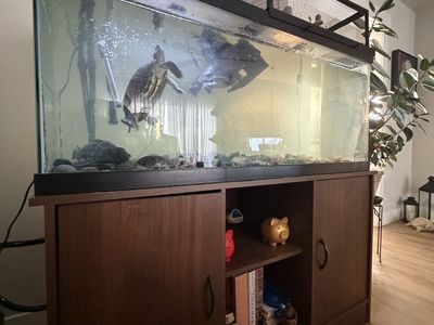 Red eared slider