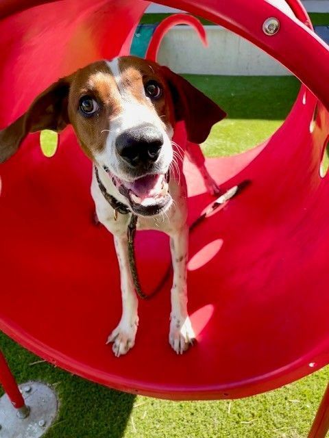 A160871 Famous Amos is Available for Adoption!