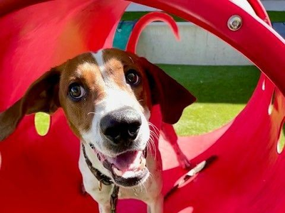 A160871 Famous Amos is Available for Adoption!