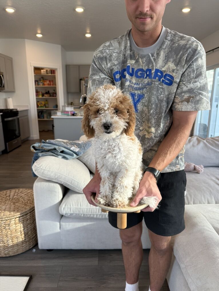 1 Year Old Female Cavapoo