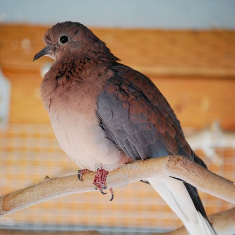 Senegal Turtle Doves 