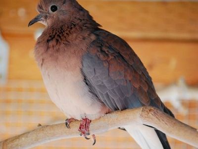 Senegal Turtle Doves