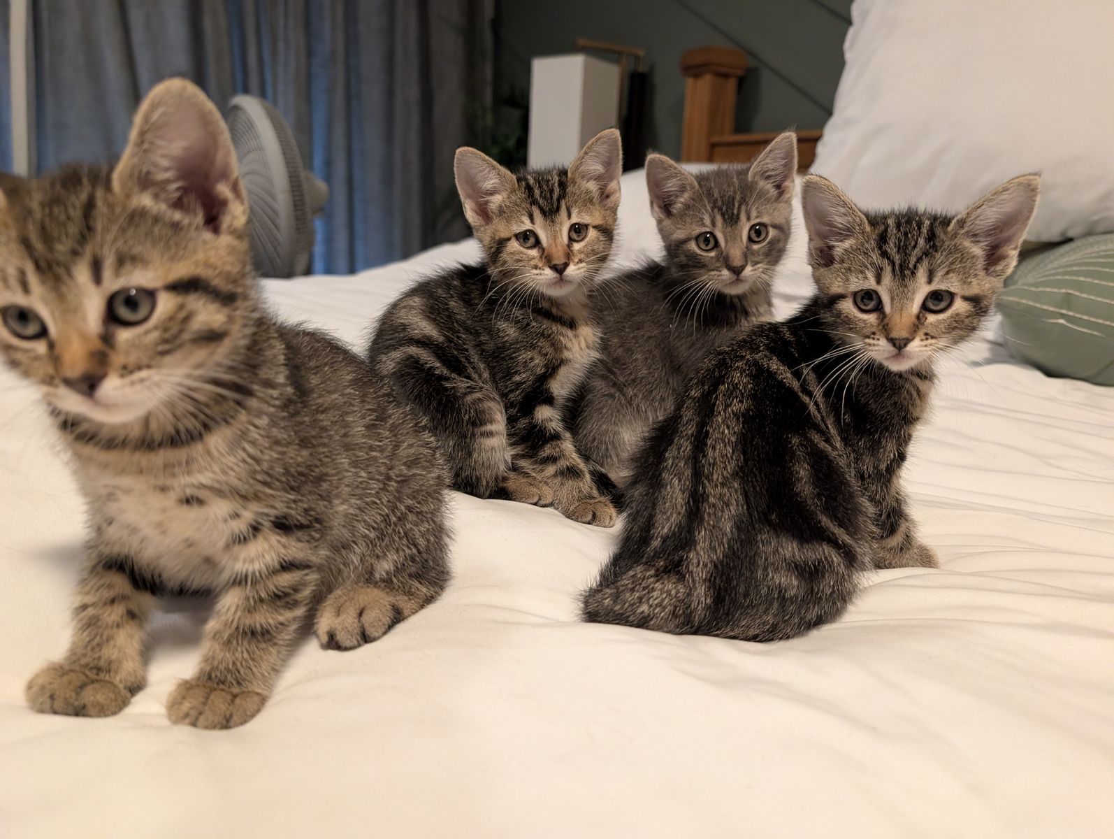 Kittens