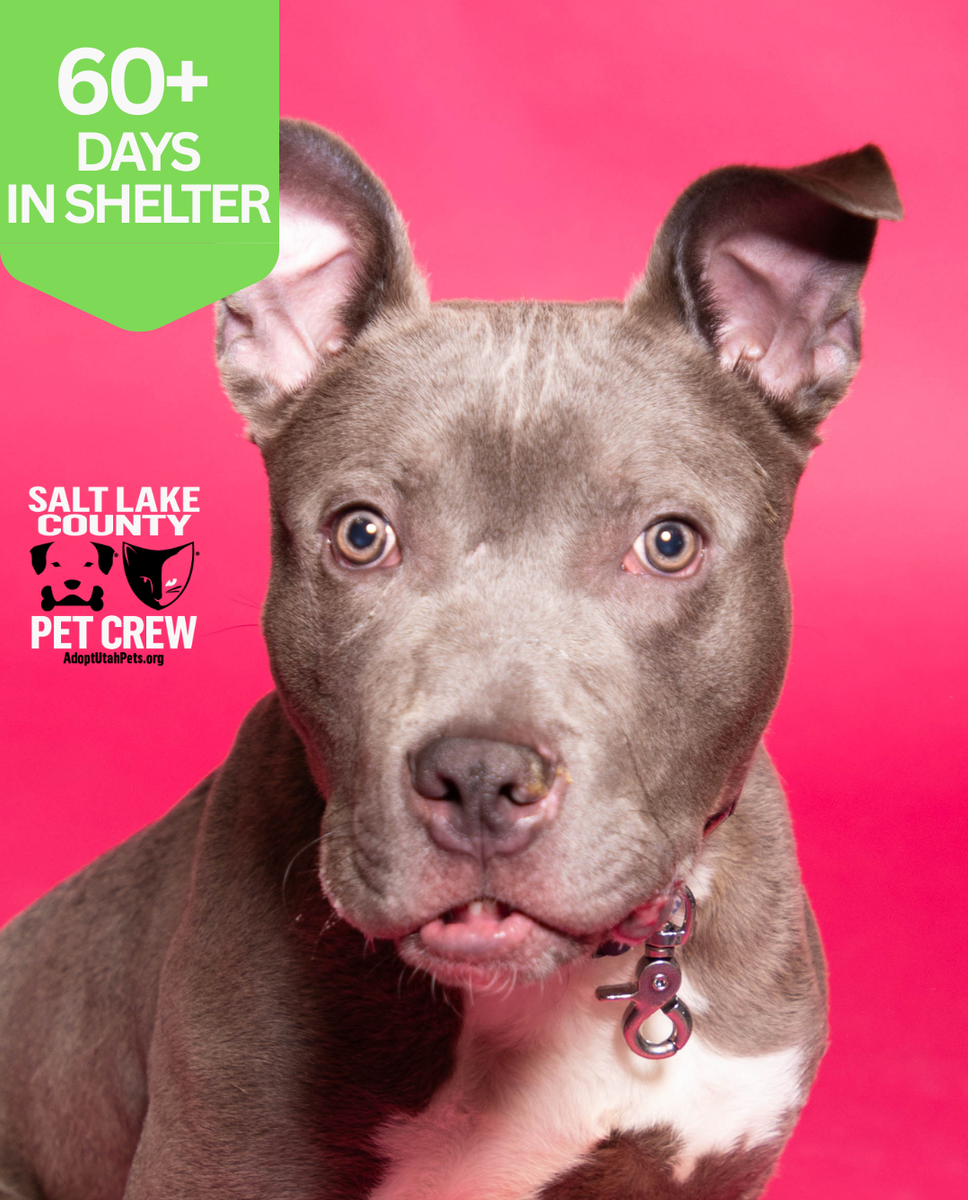 A162130, Tabasco is Available for Adoption