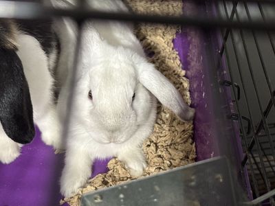 Free bunnies