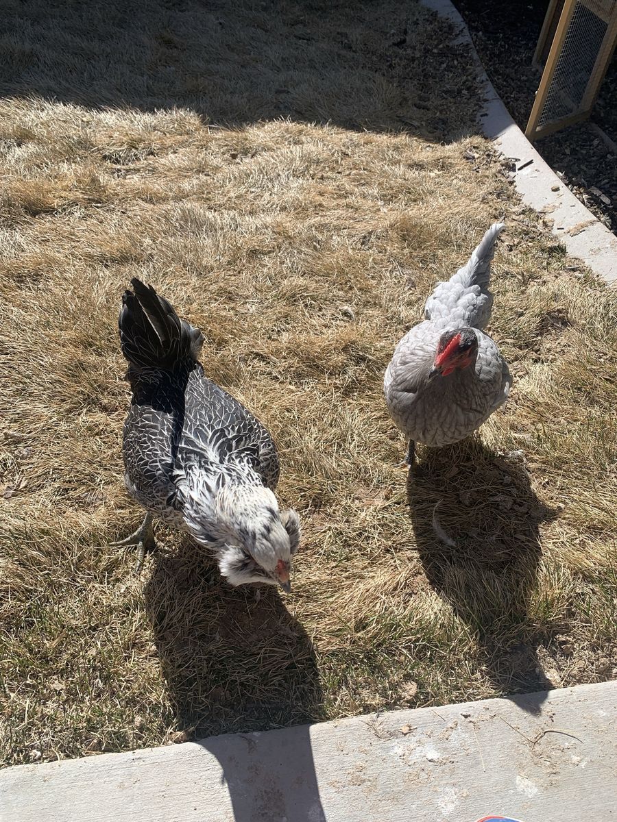 Layer Hens - 2 Chickens