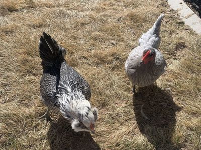 Layer Hens - 2 Chickens