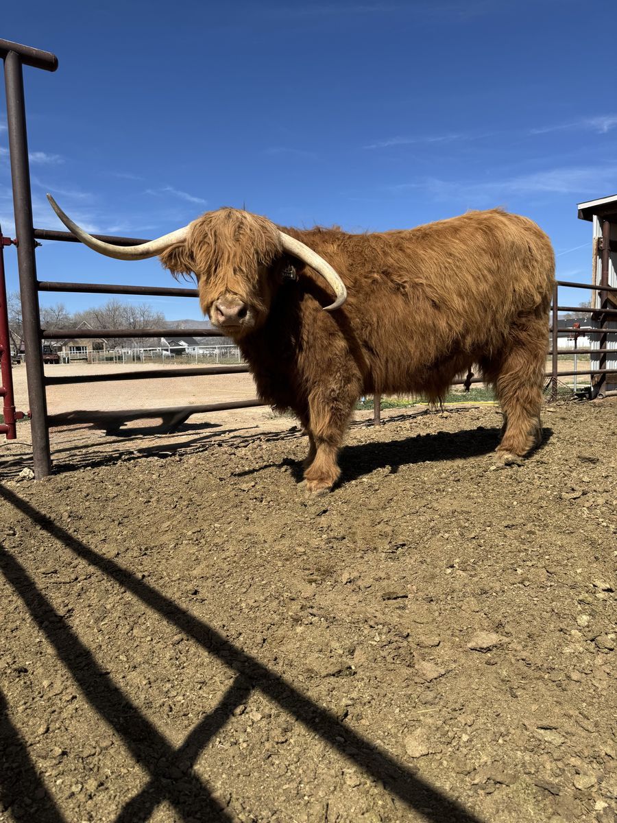 Scottish Highland Steer