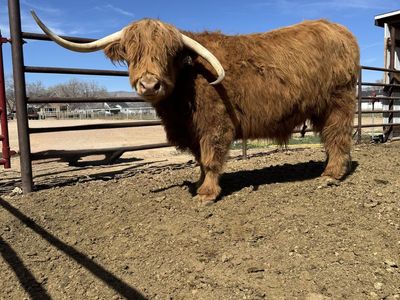 Scottish Highland Steer