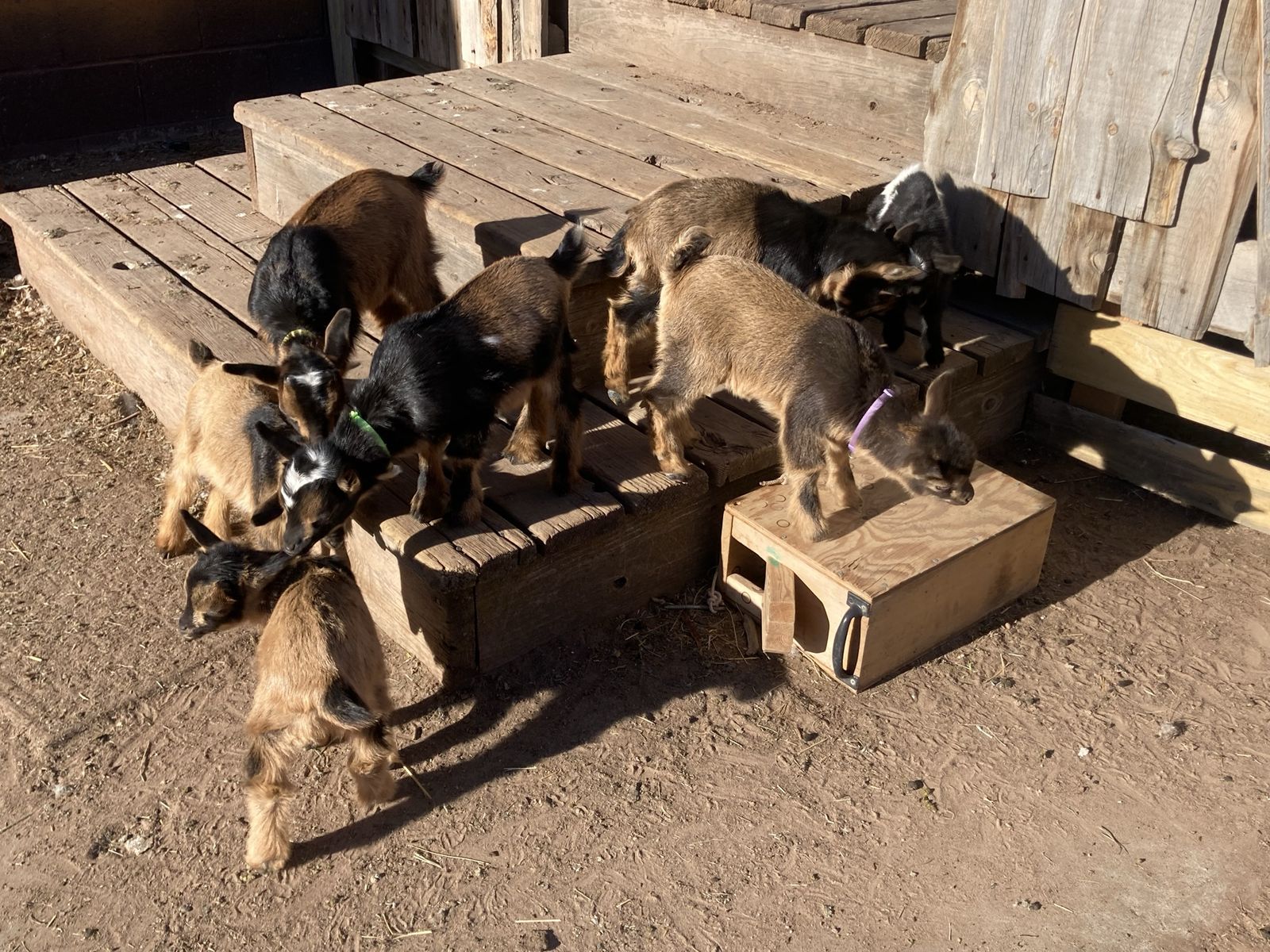 4H Nigerian Dwarf Partner opportunity