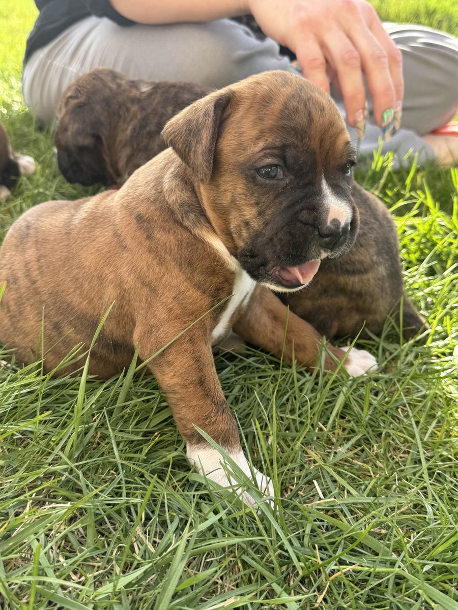 Purebred Boxer Puppies  Ready end of April