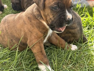 Purebred Boxer Puppies Ready end of April