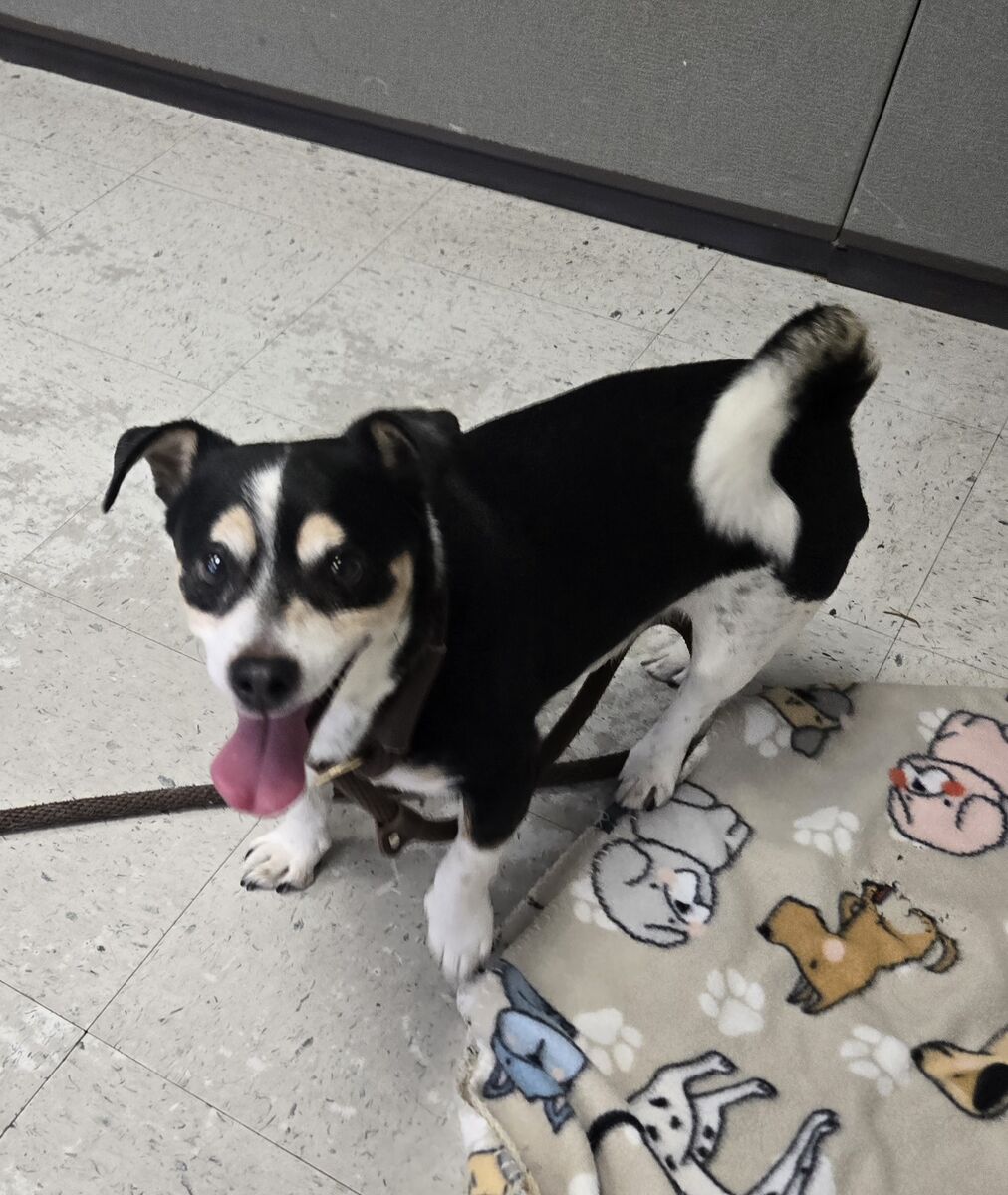 A159017 Little Cow is Available for Adoption!