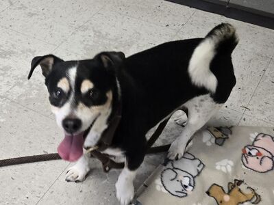 A159017 Little Cow is Available for Adoption!