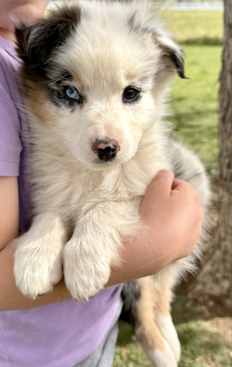 Australian Shepherd Puppy