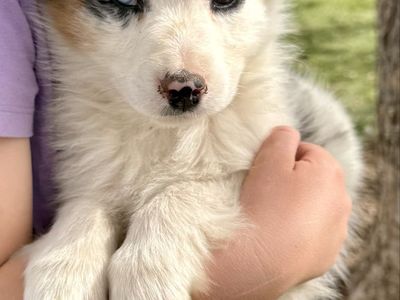 Australian Shepherd Puppy