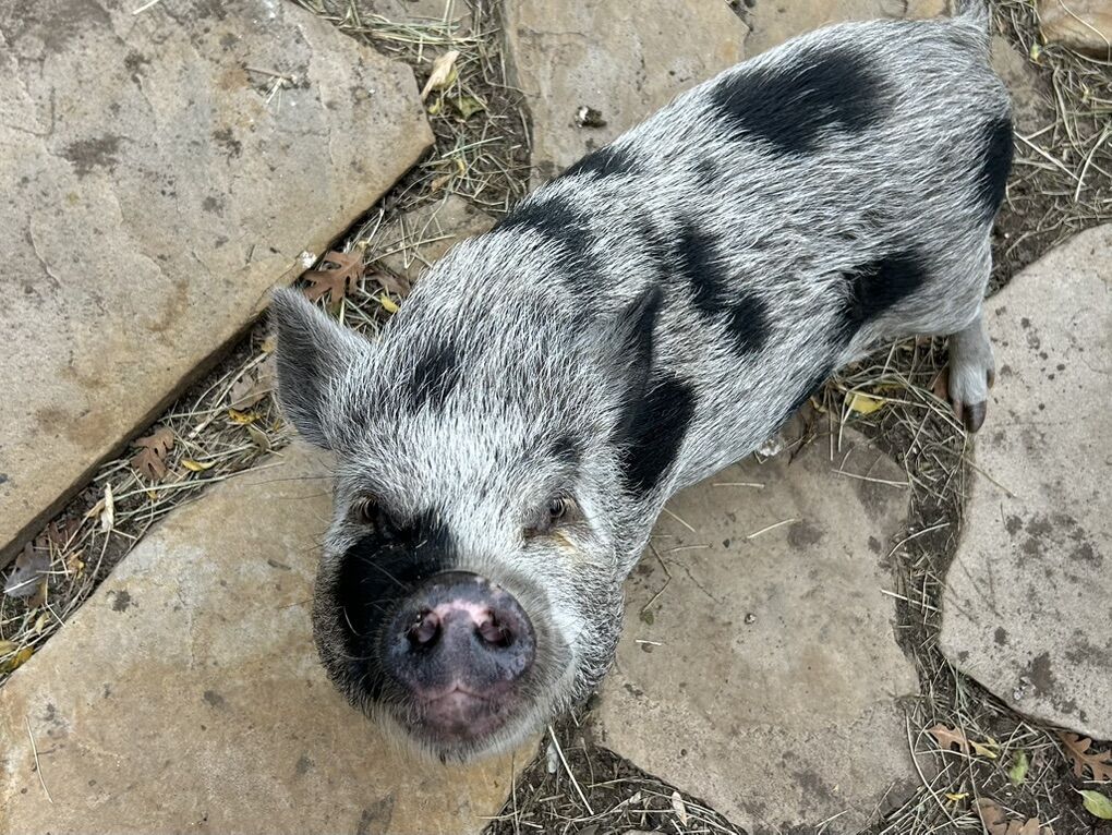 Mini Julianna Pig