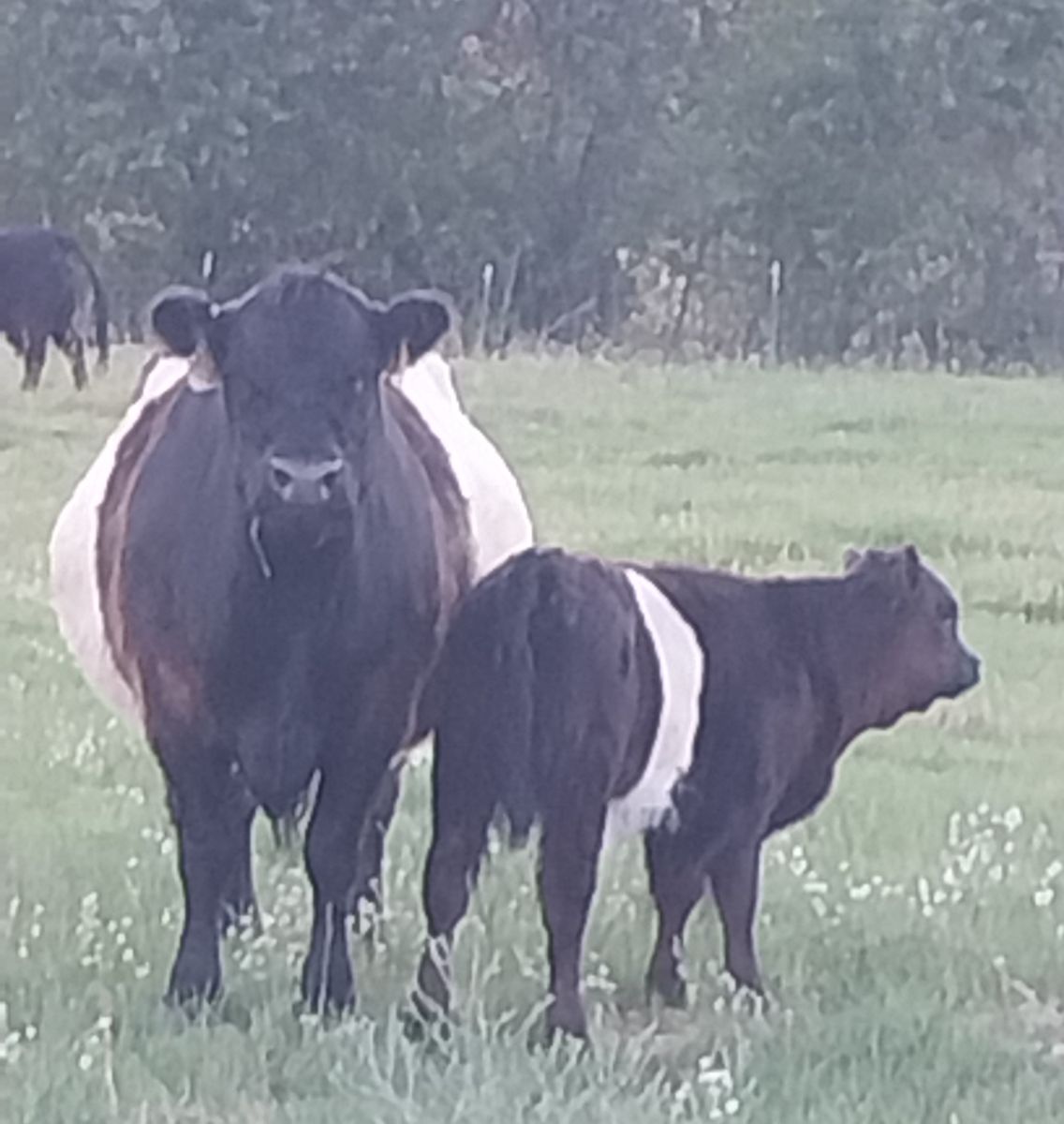 Belted Galloway Cattle