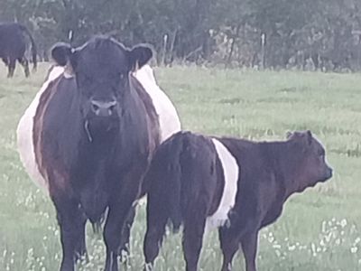 Belted Galloway Cattle