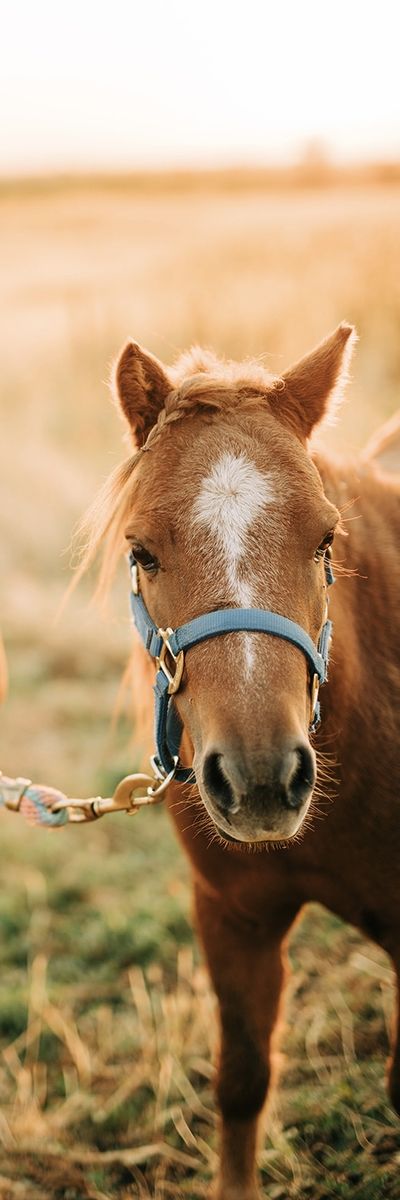 7 Year Old Grade Sorel Mini Mare