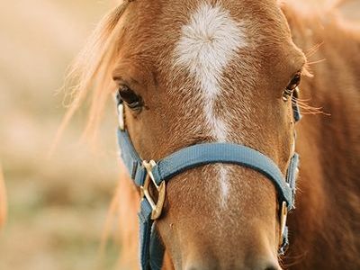 7 Year Old Grade Sorel Mini Mare