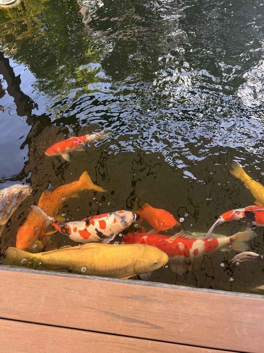 Koi fish