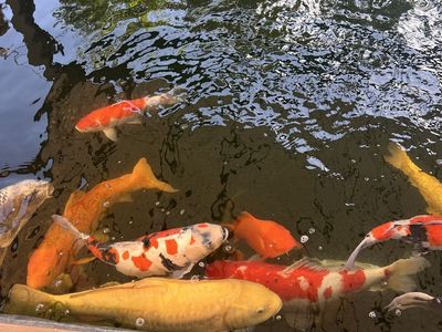 Koi fish