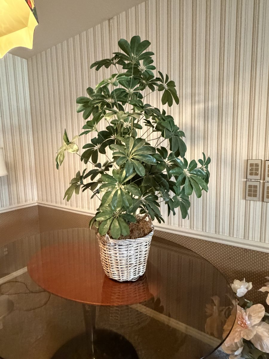 Large 4-Ft Artificial Schefflera Umbrella Tree in Woven Basket $80 cash/venmo in Provo