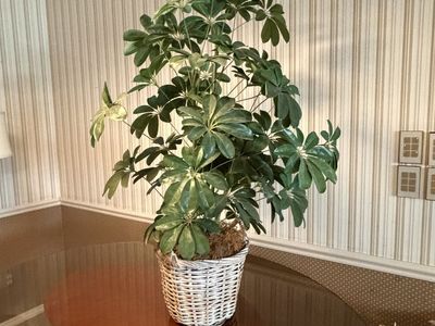Large 4-Ft Artificial Schefflera Umbrella Tree in Woven Basket $80 cash/venmo in Provo