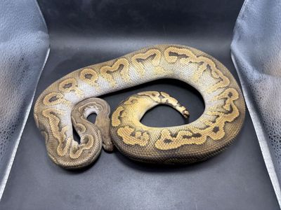 GHI Mojave Fire Clown Male