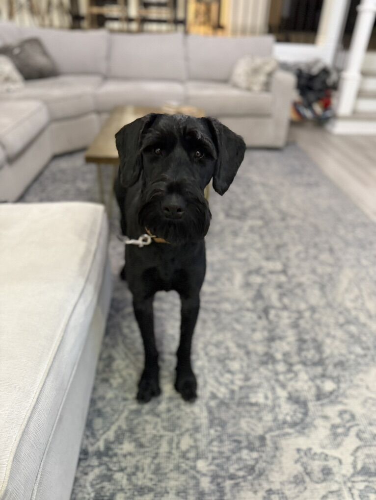 1 Year Old Female Giant Schnauzer